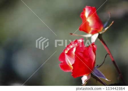 Arao City Ominous Citizen Flower Bed Rose Flower, Arao City Ominous Citizen Flower Bed Rose Flower, 113442864