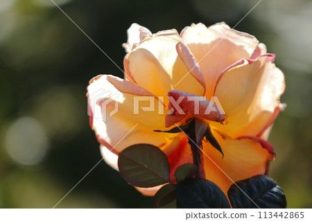 荒尾市少女公民花壇玫瑰花, 荒尾市少女公民花壇玫瑰花, 113442865