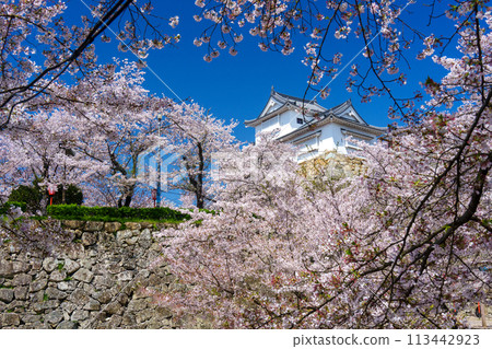 Cherry blossoms at Tsuyama castle 113442923