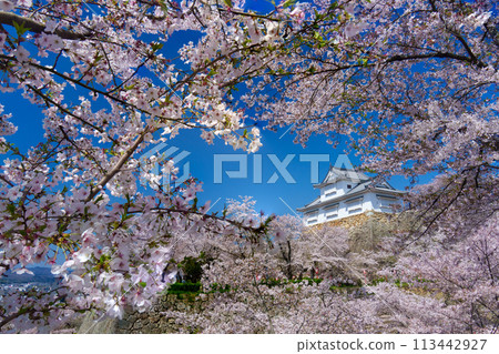 Cherry blossoms at Tsuyama castle Cherry blossoms at Tsuyama castle 113442927