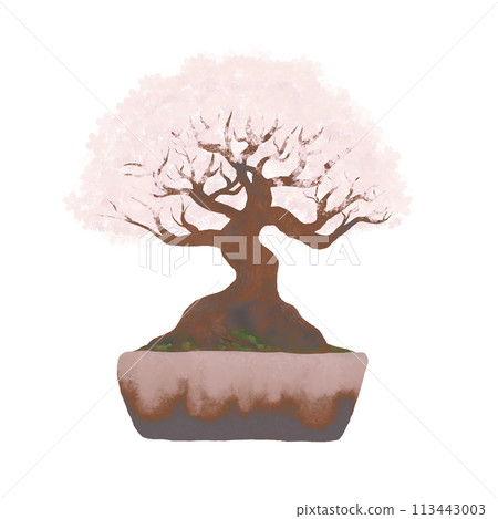 Gorgeous cherry blossom bonsai in full bloom, transparent background, light color 113443003