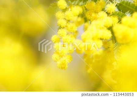 Mimosa flower bathed in sunlight 5 113443053