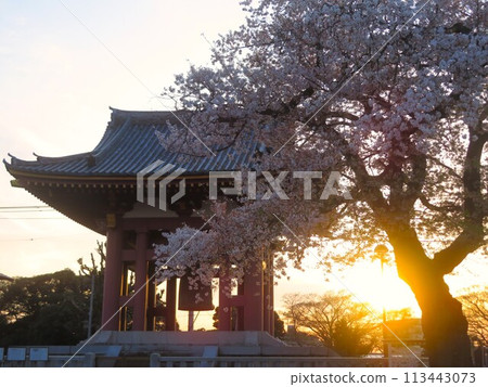 Cherry blossoms and bells in the setting sun Cherry blossoms and bells in the setting sun 113443073