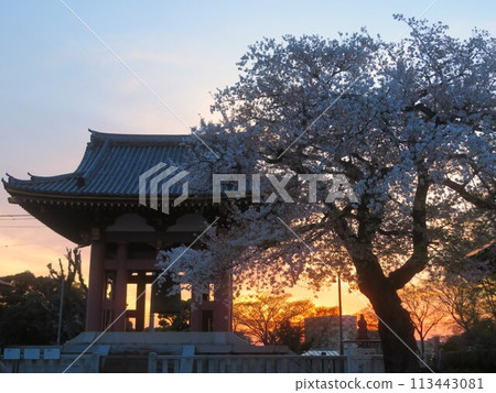 夕陽下的櫻花和鈴鐺 夕陽下的櫻花和鈴鐺 113443081