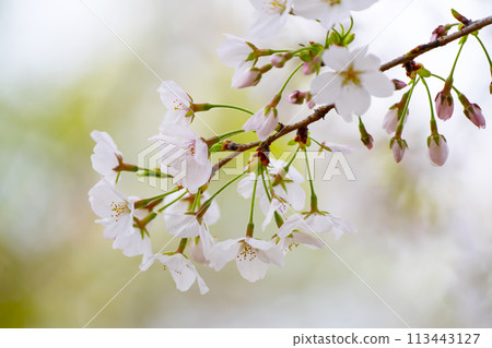 櫻花盛開 113443127