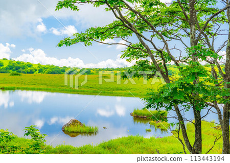 [夏季材料]天空中的濕地/夏季的八島原濕地[長野縣] 113443194