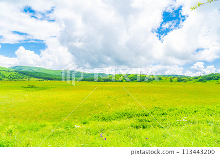 [Summer material] Wetlands in the sky/Yashimagahara wetlands in summer [Nagano Prefecture] 113443200
