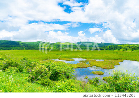 [Summer material] Wetlands in the sky/Yashimagahara wetlands in summer [Nagano Prefecture] 113443205