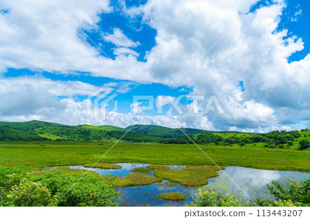 [Summer material] Wetlands in the sky/Yashimagahara wetlands in summer [Nagano Prefecture] 113443207