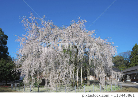 Weeping cherry tree at Asuwa Shrine Weeping cherry tree at Asuwa Shrine 113443961