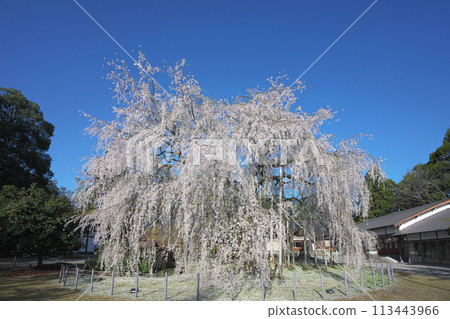 Weeping cherry tree at Asuwa Shrine 113443966