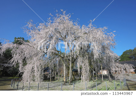 Weeping cherry tree at Asuwa Shrine 113443967