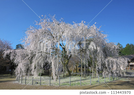 Weeping cherry tree at Asuwa Shrine 113443970