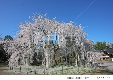 在Asuwa神社的垂枝櫻花 在Asuwa神社的垂枝櫻花 113443972