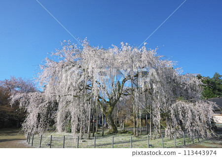 Weeping cherry tree at Asuwa Shrine 113443974