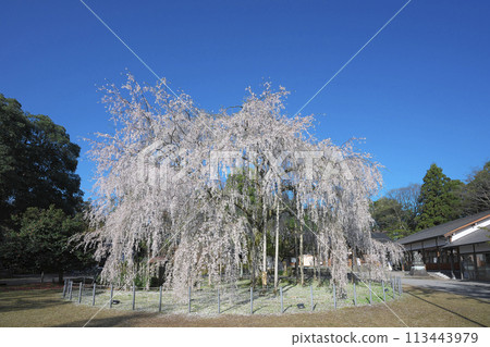 在Asuwa神社的垂枝櫻花 113443979