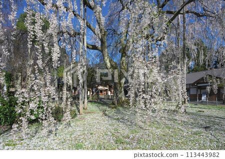 Weeping cherry tree at Asuwa Shrine 113443982