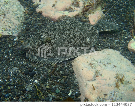 A fish that lurks in shallow waters: the flounder A fish that lurks in shallow waters: the flounder 113444087