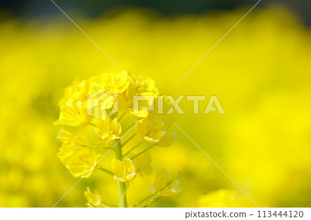 沐浴春光的油菜花18 113444120