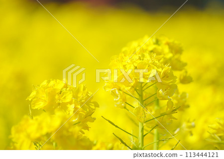 Rape blossoms bathed in the spring light 17 Rape blossoms bathed in the spring light 17 113444121