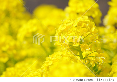 沐浴春光的油菜花15 沐浴春光的油菜花15 113444125