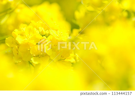 沐浴春光的油菜花2 113444157