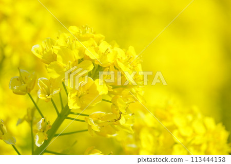 沐浴春光的油菜花1 113444158