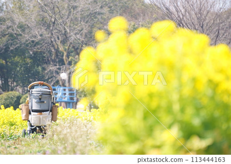 油菜田裡的寵物車 113444163