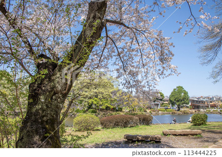 神奈川縣橫濱市佐倉朝日區兒童自然公園 113444225