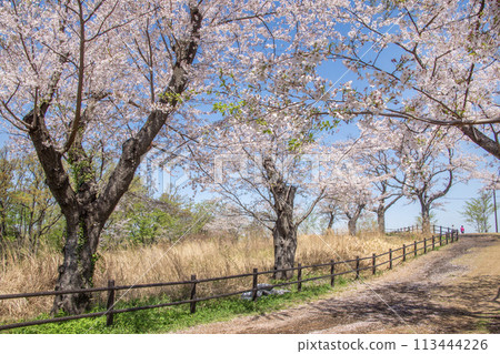 神奈川縣橫濱市佐倉朝日區兒童自然公園 113444226