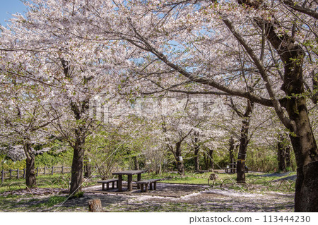 神奈川縣橫濱市佐倉朝日區兒童自然公園 113444230