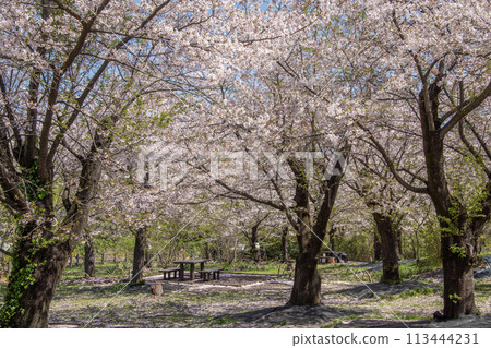 Children's Nature Park, Sakura, Asahi Ward, Yokohama City, Kanagawa Prefecture 113444231