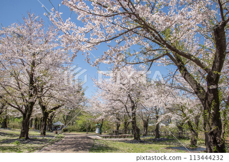 Children's Nature Park, Sakura, Asahi Ward, Yokohama City, Kanagawa Prefecture 113444232