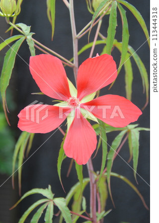 Momijia oi 113444318