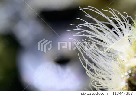 Sea anemone Sea anemone 113444398