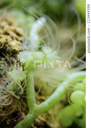 Cute seaweed 113444399