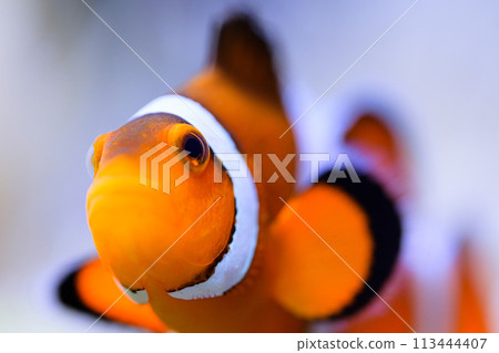 小丑anemonefish 113444407