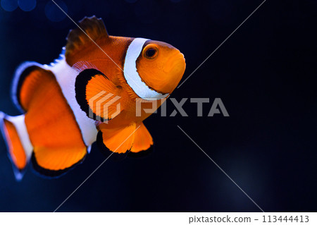 Clown anemonefish 113444413