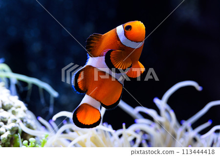 Clown anemonefish Clown anemonefish 113444418