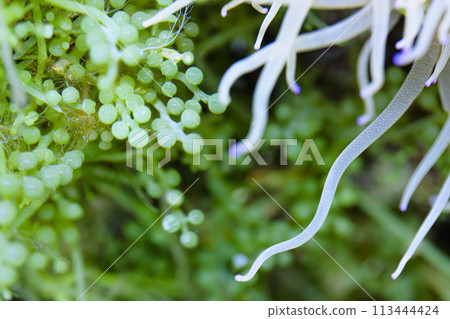 海葡萄和海葵 113444424