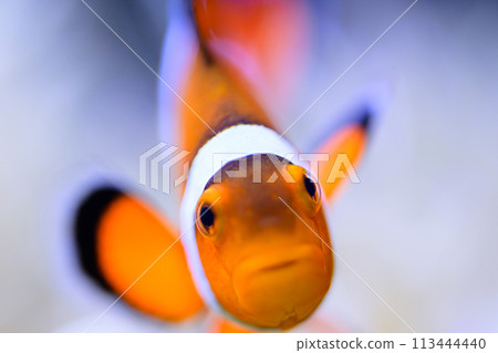 Clown anemonefish 113444440