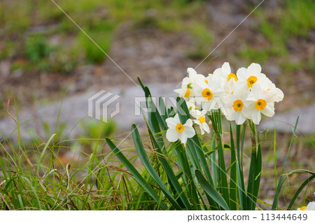 White clusters of daffodil flowers 13 113444649