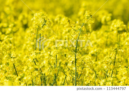 Rape field in Hokkaido Rape field in Hokkaido 113444797