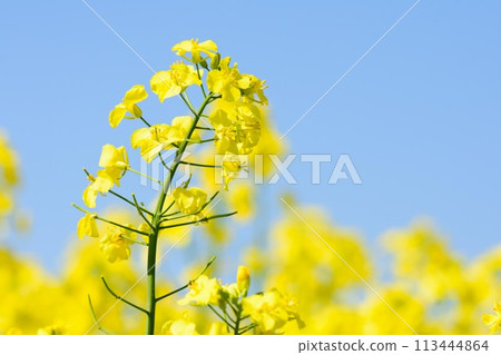 在北海道的強姦領域 113444864