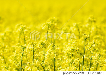 Rape field in Hokkaido Rape field in Hokkaido 113444879