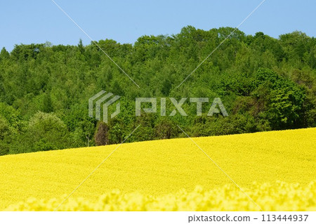 在北海道的強姦領域 113444937