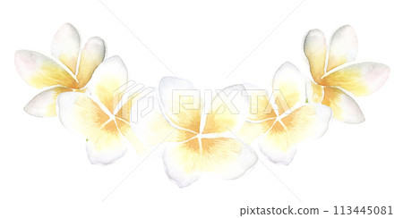 Plumeria white yellow Flowers watercolor illustration. Hand drawn sketch of Frangipani bouquet. Tropical border with exotic plants spa invitations or greeting cards design. Blooming jungle composition Plumeria white yellow Flowers watercolor illustration. Hand drawn sketch of Frangipani bouquet. Tropical border with exotic plants spa invitations or greeting cards design. Blooming jungle composition 113445081