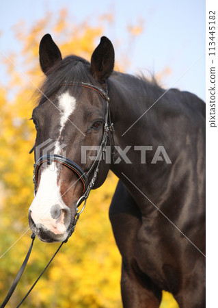 Amazing big warmblood in autumn Amazing big warmblood in autumn 113445182