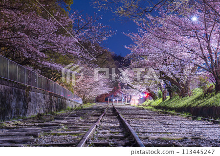 Keage Incline Cherry Blossoms at Night 113445247