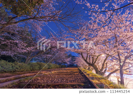 蹴上斜坡夜櫻 113445254